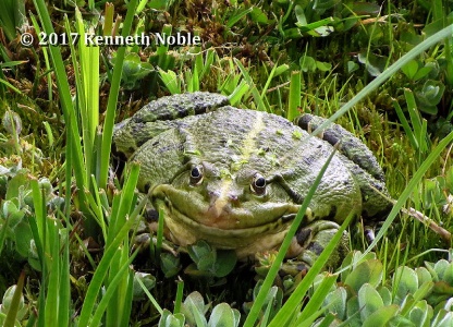 marsh frog (Rana ribunda) Kenneth Noble